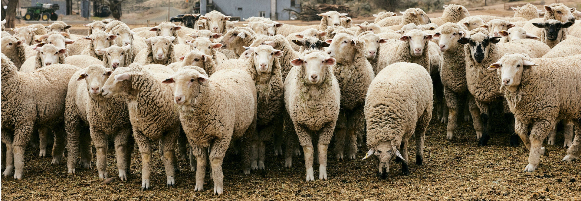 Benefits of Wool